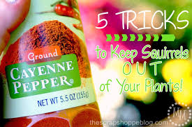Make sure that no ground cover, trees, and shrubs are planted in a straight line that connects the woods to your garden. 5 Tricks To Keep Squirrels Out Of Your Plants The Scrap Shoppe