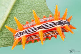 Big Black Caterpillar With Orange Stripes Pin De Juan Daniel Valdivieso Vicuna En Insectos De Colores Insectos Colores