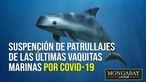 We did not find results for: Covid 19 Obliga A Cientificos A Suspender Patrullaje De Las Ultimas Vaquitas