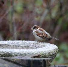 Frozen Birdbaths Gobillybird Com Your Backyard Bird Feeding Expert