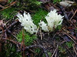 The yellow fungus illness may be deadly as it begins internally and an individual wants to hunt symptoms of yellow fungus are laziness, lack of urge for food, or no urge for food in any respect, and. Fungus Feather Fungi By Thnktfthbx On Deviantart