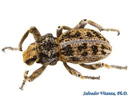 Image result for Vitellariopsis