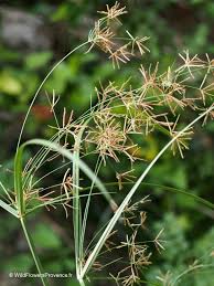 Image result for Cyperus deciduus
