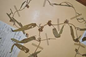 Image result for Ipomoea coscinosperma