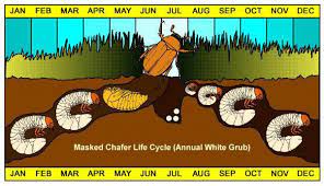 Grub Life Cycle On Long Island Ny Grubs Natural Pest Control Beneficial Insects