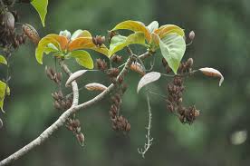 Image result for Hymenodictyon