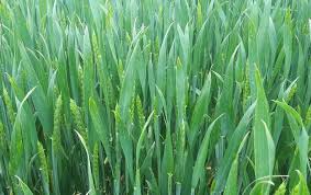 For example, you can instantly convert 26 eur to mdl based on the rate offered. Romania S Holde Agri Invest Raises 10 Mln Lei 2 1 Mln Euro In Private Placement