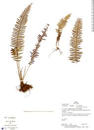 Image result for Melpomene flabelliformis