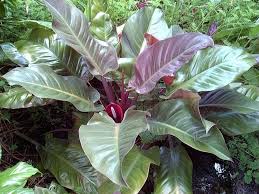 Photo Of Red Leaf Philodendron Imperial Red Philodendron Erubescens Philodendron Philodendron Plant Plants