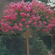 lagerstroemia bergerac arbuste ornemental idees jardin plante succulente