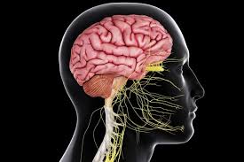 The cerebrum sits like a cap on the cerebellum. The Central Nervous System In Your Body