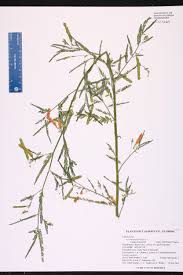 Image result for Aeschynomene sp. E