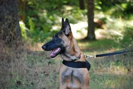 East coast adoptions operates in 3 different states. West Coast Malinois Rescue Adopt A Belgian Malinois Malinois Belgian Malinois Dog Adoption