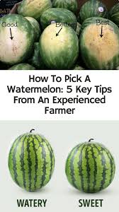 To extend the shelf life by two weeks, transfer it to the fridge. Pin On Smart Tips And Life Hacks