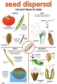 Seed Dispersal Seed Dispersal Teaching Plants Plant Science