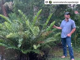 Image result for Acrostichum