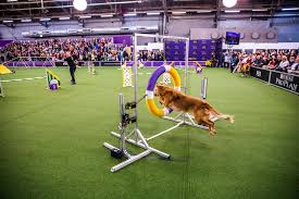 Tv schedule, opening ceremony, sports events schedule and much more. At The Westminster Dog Show Top Dogs Top Docs The New York Times