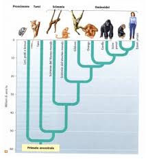 Partirai per un viaggio indietro nel tempo, percorrendo a ritroso le tappe dell'evoluzione umana. Sistematica Ed Evoluzione Dei Primati