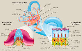 Vestibular System Google Search Vestibular System Ear Anatomy Human Anatomy And Physiology