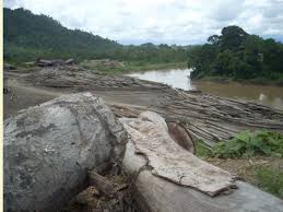 The sarawak timber industry development corporation (stidc) regulates manufacturing and trade of timber and timber products. Report Slams Malaysian Timber Tycoons Global Culture Of Corruption And Abuse Hornbill Unleashed
