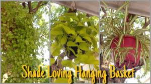 Maybe you would like to learn more about one of these? Best Plants For Hanging Basket That Grow In Shade Shade Loving Hanging Basket That Garden Girl Youtube