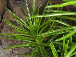 Image result for Kleinia chimanimaniensis