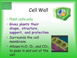 The cells which hooke observed were actually dead cells of plants. Parts Of A Cell Ppt Video Online Download Cell Parts And Functions Cell Parts Cell Membrane