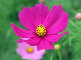 Pink Cosmos Flowers Self Sow True Blossom Garden Cosmos Flowers Cosmos Flower Pictures