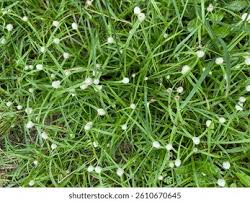 Image result for Kyllinga stenophylla