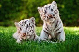 .baby ecards, custom profiles, blogs, wall posts, and white tiger baby scrapbooks, page 1 of 4. Two Cute White Tiger Baby Cubs