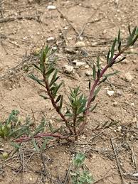 Image result for Talinum tenuissimum