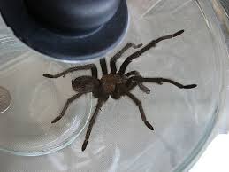 Cefalotorax și abdomen, în timp ce corpul inectelor e împarte în trei regiuni: Cum Sa Faci Dintr Un Paianjen Animalul Tau De Companie Mobile