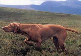 The ancestors of the hungarian vizsla came into the carpathian basin with the nomadic hungarian tribes. Hungarian Vizsla Society Home Facebook