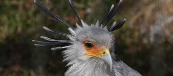 Beautiful flying beautiful secretary bird. The Secretary Bird Critter Science