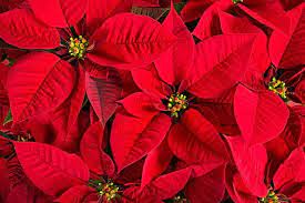 Poinsettia Flower How Often To Water Best Flower Wallpaper