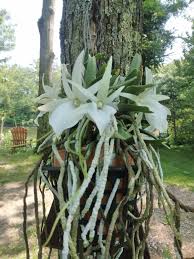 Image result for Angraecum chamaeanthus