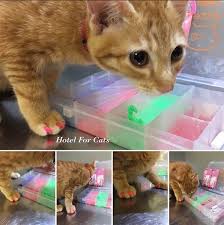 Kediler Icin Takma Tirnak Soft Claws Nedir