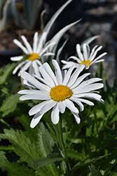 For same day delivery please place the order before 3pm. Lucille White Shasta Daisy Leucanthemum X Superbum Lucille White In Milwaukee Racine Waukesha Green Bay Oconomowoc Wisconsin Wi At Stein S Garden Home