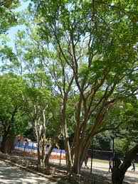 「サルスベリ 。画像。」の画像検索結果