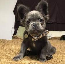 Image Result For Long Haired Blue French Bulldog Dogdecor French Bulldog Blue French Bulldog Full Grown Bulldog Puppies