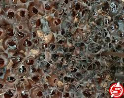 Cara panen madu kelulut agar bisa memanen hasil dari kegiatan budidaya lebah, ada 2 teknik yang biasa digunakan untuk memanen, anda bisa memilih salah satu. Ini Manfaat Konsumsi Madu Kelulut Untuk Kesehatan Aspost Id