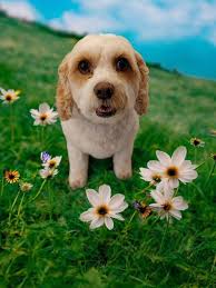 Sleek & Chic Dog Grooming 07883 831 816