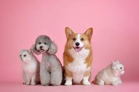 Cbd works wonders for cats! Benefits Of Having Pets Introducing Cbd Oil For Cats The Yucatan Times