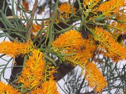 Nuytsia Wikipedia