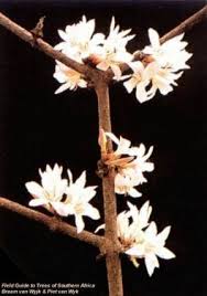 Image result for Feretia