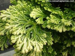 Image result for Selaginella congoensis