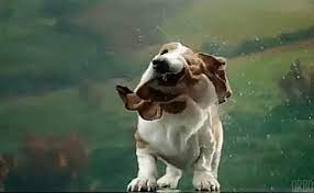 Slow Motion Shake Gif Basset Hound Dog Shaking Basset Hound Dog With tenor, maker of gif keyboard, add popular basset hound animated gifs to your conversations. basset hound dog shaking