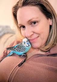 Missing budgie in South Park Estates