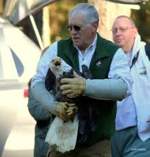 Rehabilitated eagle flies its way to freedom in Va. (Photos)