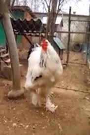 World S Biggest Chicken Is So Gigantic Some Terrified Viewers Claim It Must Be A Man In A Costume Cute Animals Animals Funny Animals